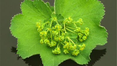 Alchemilla Japonica Extract