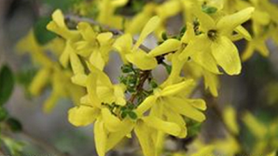 Forsythia Extract