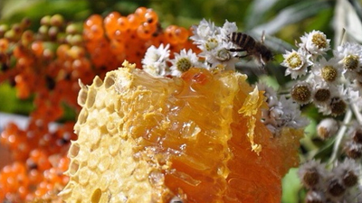 Royal Jelly Extract