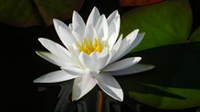 White Nymphaea Extract