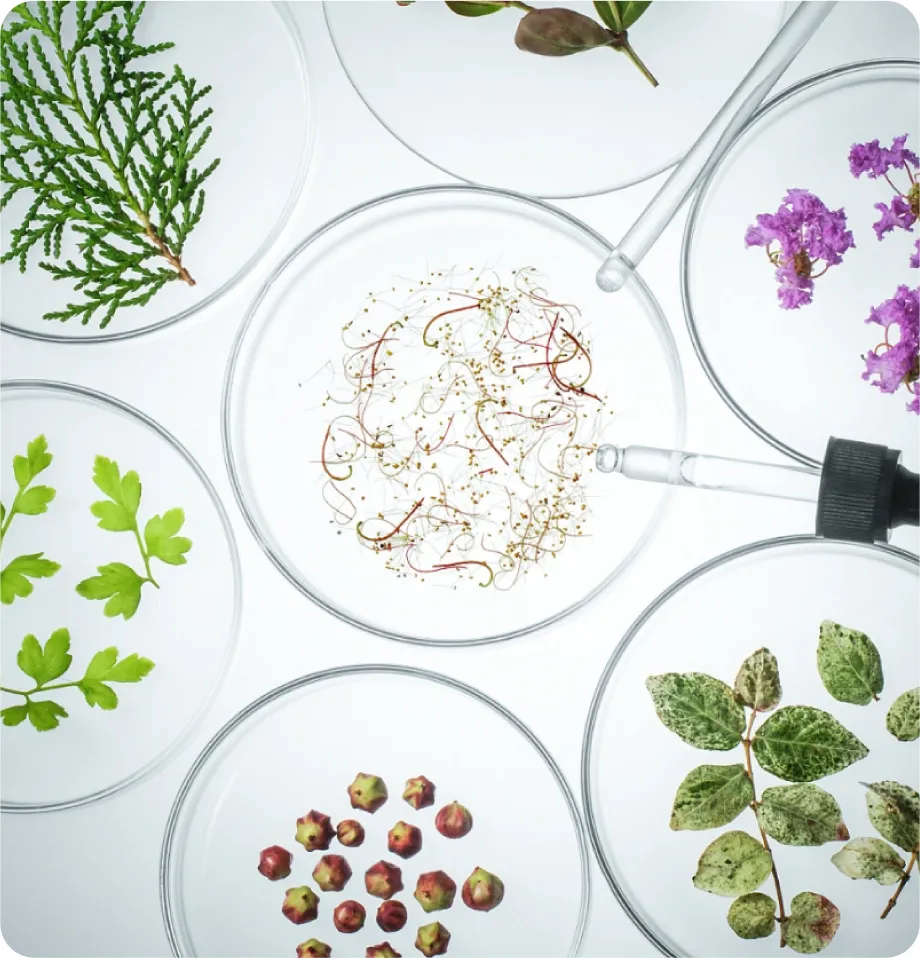 UNVEILING SKIN OXIDATION AND ANTIOXIDANTS: PROTECTING YOUR SKIN FROM FREE RADICAL DAMAGE